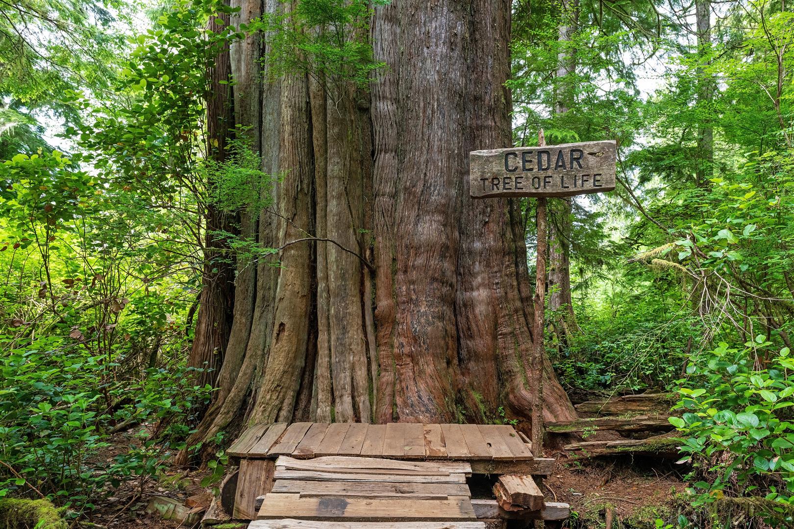 Tofino